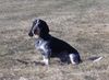 Basset Bleu de Gascogne Hund