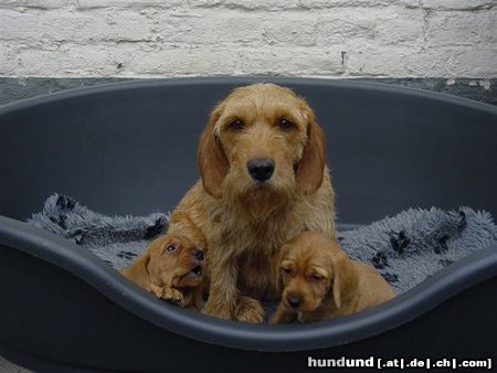 Basset Fauve de Bretagne Maxim und 2 puppys