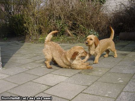 Basset Fauve de Bretagne Jolie v/d Meijgraef en Roky de la Foi Franche