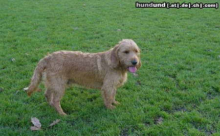 Basset Fauve de Bretagne Veneur du Ralley Saint Paul