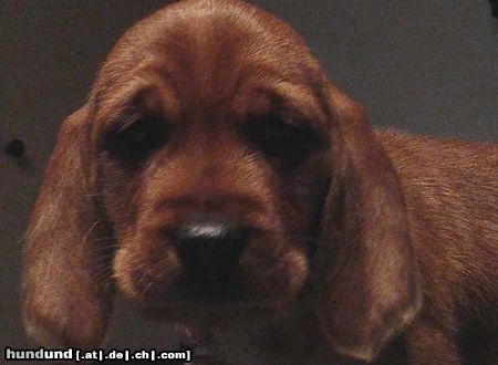 Basset Fauve de Bretagne van de meijgraef - pup 6 weeks