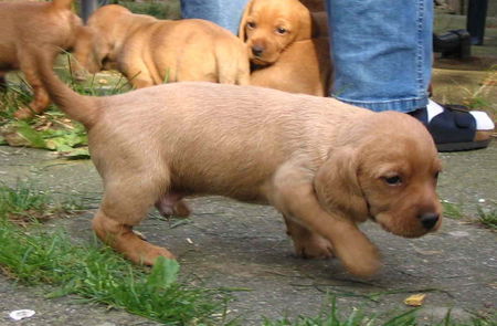 Basset Fauve de Bretagne Welpe vom Annenfleet