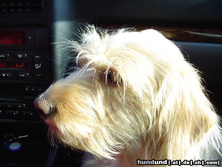 Basset Fauve de Bretagne Puce, 2 years, a Basset Fauve de Bretagne who lives in Bretagne 