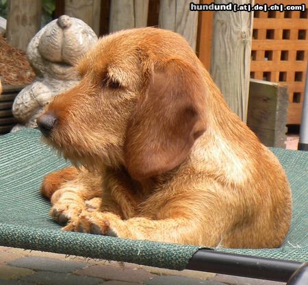 Basset Fauve de Bretagne Molly