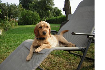 Basset Fauve de Bretagne Armand vom Annenfleet