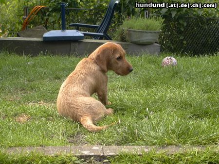 Basset Fauve de Bretagne Hunde Foto 12805 Basset Fauve de Bretagne Violette de la Vallee de Ker Avel 14 Wochen alt