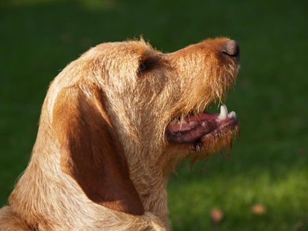 Basset Fauve de Bretagne Nachzucht 2006 Babette vom Annenfleet