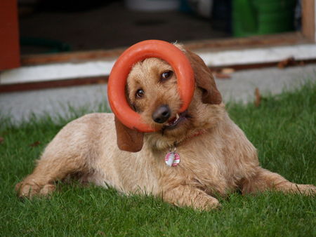 Basset Fauve de Bretagne Nachzucht 2006 Babette vom Annenfleet