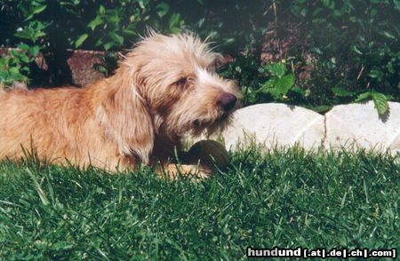 Basset Fauve de Bretagne Puce, 2 years, a Basset Fauve de Bretagne who lives in Bretagne 