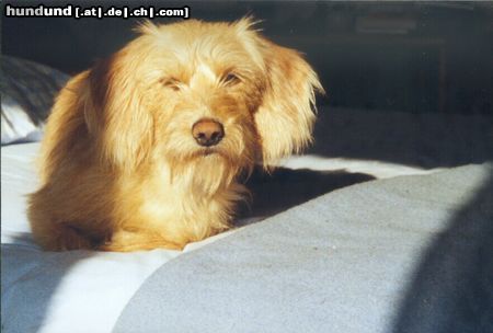 Basset Fauve de Bretagne Hunde Foto 9841 Basset Fauve de Bretagne Puce, 2 years, a Basset Fauve de Bretagne who lives in Bretagne