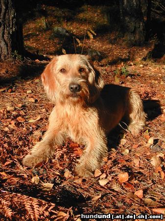 Basset Fauve de Bretagne P-Ronja, 7 months