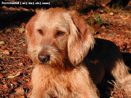 Basset Fauve de Bretagne P-Ronja, 7 months