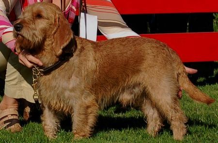 Basset Fauve de Bretagne Veneur du Ralley Saint Paul