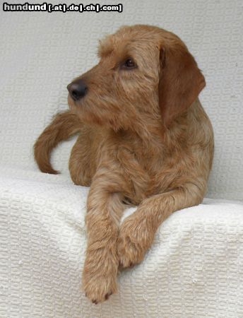 Basset Fauve de Bretagne Rose