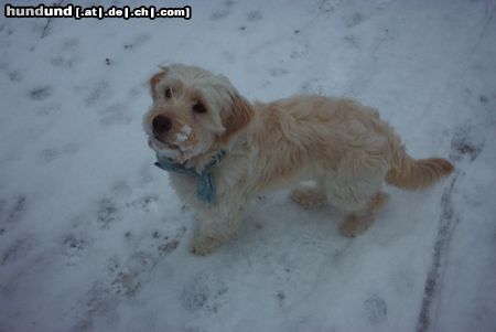 Basset Fauve de Bretagne