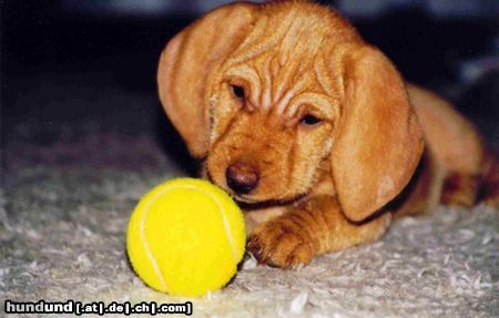 Basset Fauve de Bretagne Hunde Foto 9867 Basset Fauve de Bretagne Petite vom Annenfleet