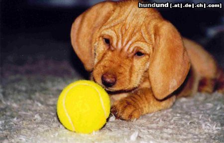 Basset Fauve de Bretagne jip met de bal ( als puppy )