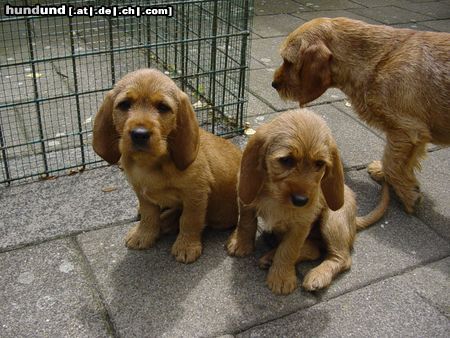 Basset Fauve de Bretagne Riva en Cato van de Meijgraef- 9 weeks old