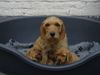 Basset Fauve de Bretagne Foto: Maxim und 2 puppys (ID 9824) Basset Fauve de Bretagne Hund