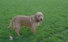 Basset Fauve de Bretagne Hund