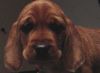 Basset Fauve de Bretagne Foto: van de meijgraef - pup 6 weeks (ID 18083) Basset Fauve de Bretagne Hund