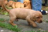 Basset Fauve de Bretagne Foto: Welpe vom Annenfleet (ID 35977) Basset Fauve de Bretagne Hund