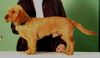 Basset Fauve de Bretagne Foto: Bundessieger 2003 Serin vom Annenfleet (ID 7475) Basset Fauve de Bretagne Hund