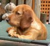 Basset Fauve de Bretagne Hund