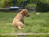 Basset Fauve de Bretagne Hund