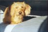 Basset Fauve de Bretagne Foto: Puce, 2 years, a Basset Fauve de Bretagne who lives in Bretagne (ID 9841) Basset Fauve de Bretagne Hund