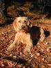 Basset Fauve de Bretagne Hund