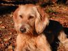 Basset Fauve de Bretagne Foto: P-Ronja, 7 months (ID 6713) Basset Fauve de Bretagne Hund