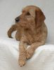 Basset Fauve de Bretagne Hund