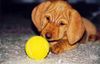 Basset Fauve de Bretagne Foto: jip met de bal ( als puppy ) (ID 14589) Basset Fauve de Bretagne Hund