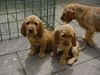 Basset Fauve de Bretagne Foto: Riva en Cato van de Meijgraef- 9 weeks old (ID 12883) Basset Fauve de Bretagne Hund