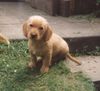 Basset Fauve de Bretagne Foto: Welpe aus dem S-Wurf vom Annenfleet (ID 7476) Basset Fauve de Bretagne Hund
