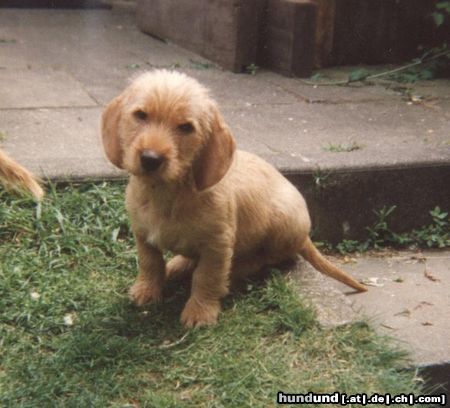 Basset Fauve de Bretagne Welpe aus dem S-Wurf vom Annenfleet