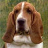 Basset Hound