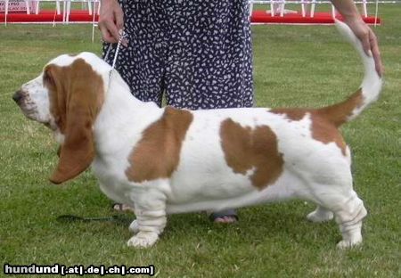 Basset Hound Hunde Foto 13879 Basset Hound Quida Moravia Bray