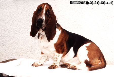 Basset Hound Hunde Foto 5285 Basset Hound Amanda Moravia Bento