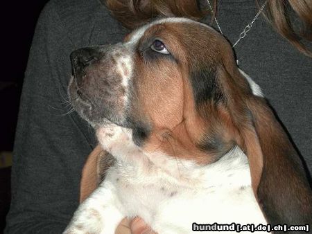 Basset Hound Hunde Foto 5634 Basset Hound Andy Pressburger Burger
