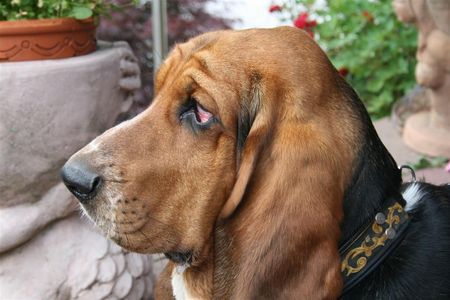 Basset Hound Gottlieb v. Julenhof 15Monaten