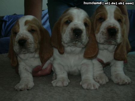 Basset Hound Hunde Foto 6304 Basset Hound Kennel Moravia Bray