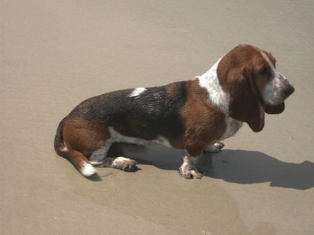 Basset Hound Loonah am Strand