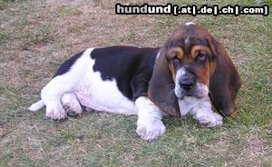 Basset Hound Hunde Foto 5387 Basset Hound Casper