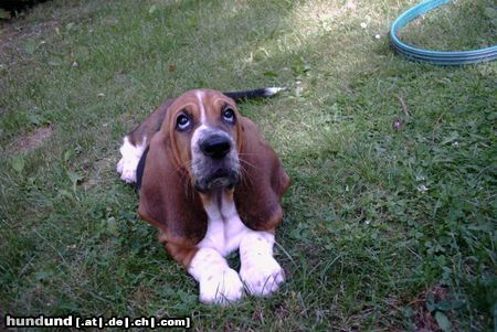 Basset Hound Hunde Foto 5385 Basset Hound Claudie Moravia Bento