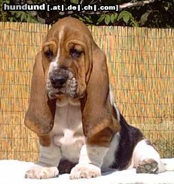 Basset Hound Hunde Foto 5282 Basset Hound Claudie Moravia Bento