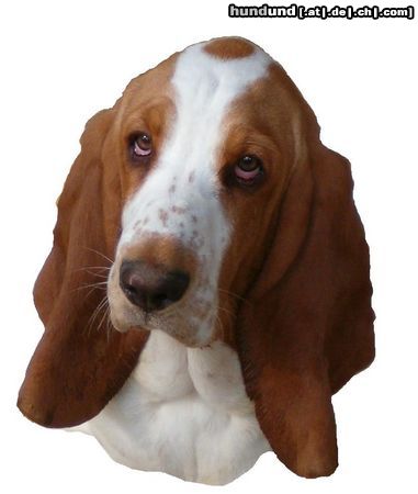Basset Hound Hunde Foto 10436 Basset Hound MOMO (Queenie Moraviabray), mit 6 Monaten, grüßt alle, die sie kennen.