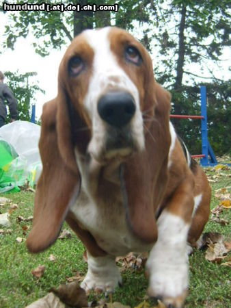 Basset Hound Loonah walkt