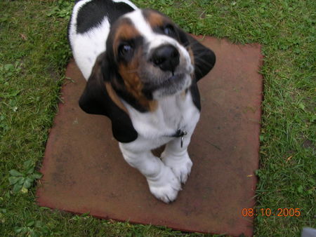 Basset Hound Quincy van de Ballasthoeve